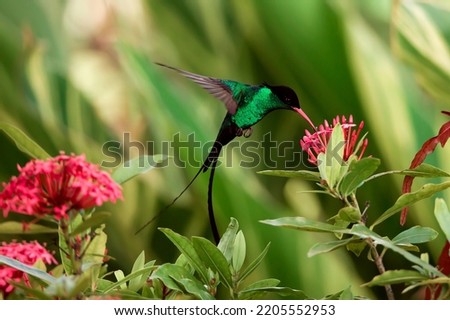 Swallow tail humming bird or Doctor bird or  (Trochilus Polytmus) drinking nectar