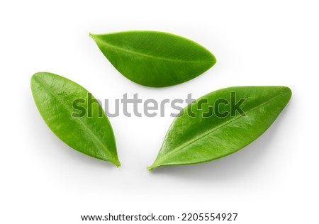 Blueberry leaf isolated.  Blueberry leaves flat lay on white background with clipping path. Royalty-Free Stock Photo #2205554927