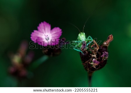 Gloomy picture of a bright green grasshopper sitting on a dried blossom with a blurry shining purple blossom in the background 