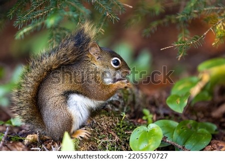 Cute fluffy looking close up squirrel portrait in the forest