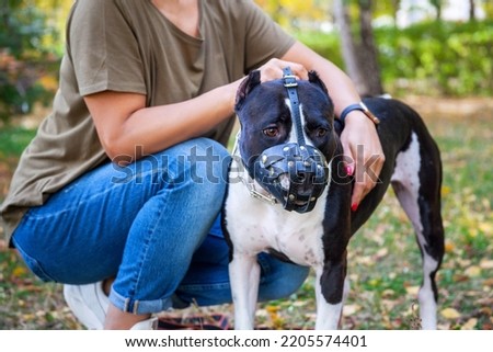 American staffordshire terrier dog wearing black leather muzzle near her owner. Royalty-Free Stock Photo #2205574401