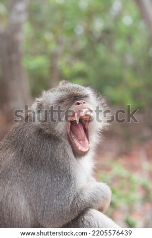 gray monkey showing its sharp teeth