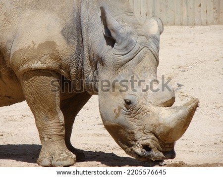 rhinoceros placental mammal Rhino horns horned nose bone core keratin ton of weight herbivores thick resistant skin layers collagen small brain smell hearing Sensitive Royalty-Free Stock Photo #2205576645