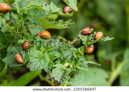 Colorado potato beetle - Leptinotarsa decemlineata on potato bushes. Pest of plants and agriculture. Treatment with pesticides. Insects are pests that damage plants. Royalty-Free Stock Photo #2205586847