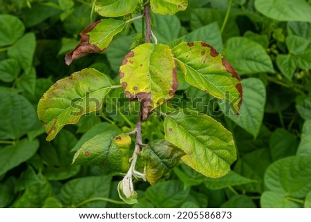 Rosy leaf-curling apple aphids, Dysaphis devecta, apple tree pest. Detail of affected leaf.