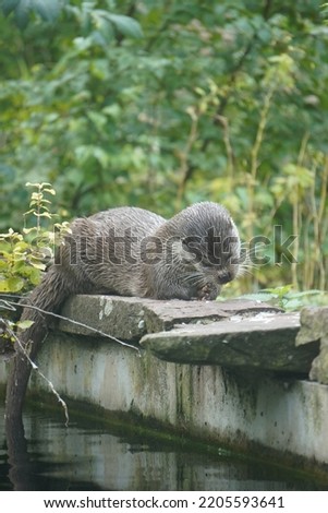 a close up of an eurasian otter (lutra lutra) eating fish 