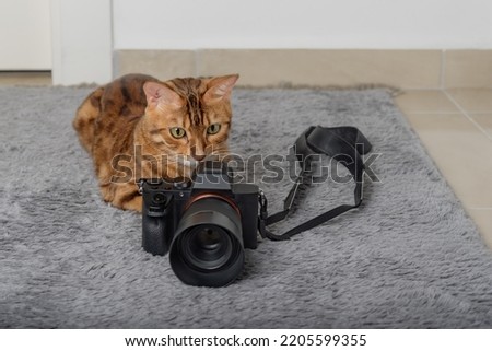 Bengal cat lies next to the camera on the carpet in the room.