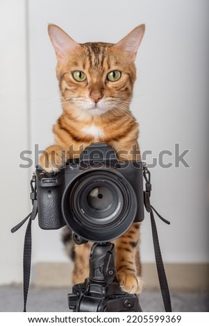 Bengal cat - a photographer takes pictures on a camera on a tripod in the house.