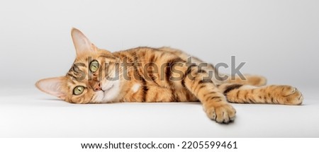 Bengal cat lies on a white background. Red cat isolated. Cat for food advertising. Royalty-Free Stock Photo #2205599461