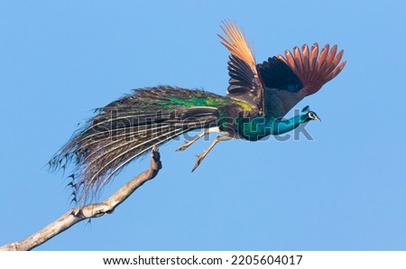 A beautiful glowing Peacock with shinning feathers flying in the air and train spread out clearly; shinning blue peacock; a big bird flying in the air; large peafowl from Sri Lanka