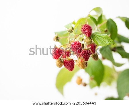 Close up of Fresh Ripe Raspberries in Studio Light