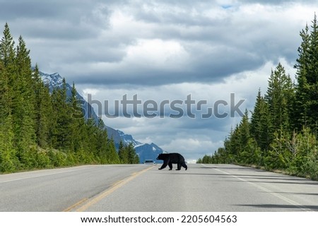 View over the length of the road of the Icefields Parkway, Alberta, Canada, a black bear in the middle crossing to the other side; in distance car approaching on other side Royalty-Free Stock Photo #2205604563