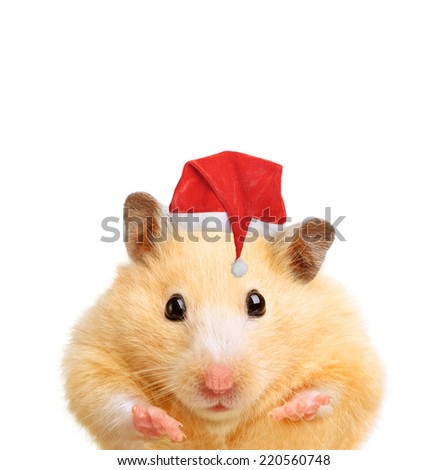 Christmas hamster isolated on white background
