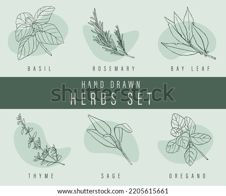 Hand drawn herbs set, vector illustration for labels - basil, rosemary, bay leaf, thyme, sage, oregano - common culinary spices seasoning Royalty-Free Stock Photo #2205615661