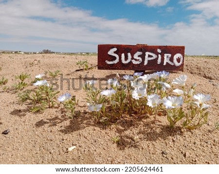 Flowering Desert - Chile - Atacama Desert 2022