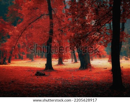 Mystic forest in the fog. Atmospheric autumn forest in the morning. Misty magical woods. Royalty-Free Stock Photo #2205628917