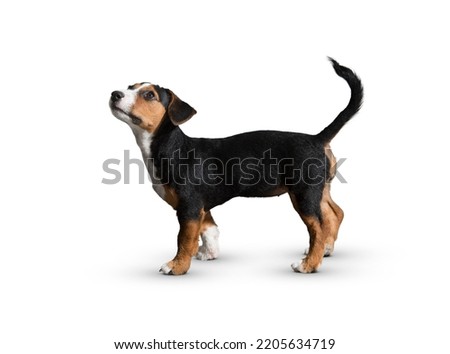 dog isolated on white background. puppy isolated on white background. dog, puppy, doggy, pet. Cute playful doggy or pet is playing and looking happy. Concept of motion, action, movement. cutout dog.