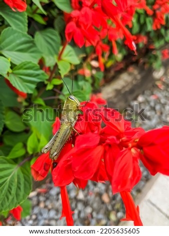 The grasshopper perched on the red flower