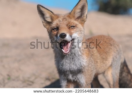 Happy Red European Fox in the Dunes