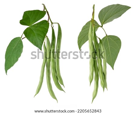 green beans plant foliage with hanging beans, also known as french beans, string beans or snaps, fast growing vegetable vine isolated on white background, collection Royalty-Free Stock Photo #2205652843