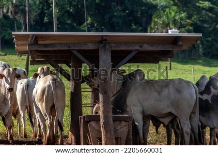 Herd of zebu Nellore animals in a feeder area of a beef cattle farm in Brazil
