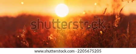 Grass Illuminated By Sun. Dusk Time. Panoramic View On Dry Grass In Sunset Sunlight. Beautiful Plant On Sunrise Sky Background. Nature At Sunrise. Golden Summer Sunset. Happy Autumn Season.