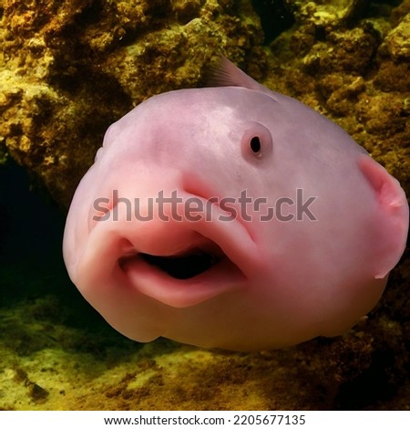 Photo of a Blobfish - World's ugliest fish Royalty-Free Stock Photo #2205677135