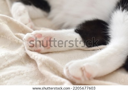 Cat toe beans on the rug.  Tabby cat sitting on the sofa at home.  Copy space is on the blurry parts of photo.  Selective focus. Royalty-Free Stock Photo #2205677603