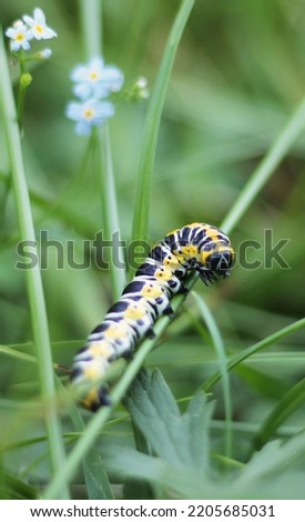 Caterpillar of a lettuce shark laying on a stalk. Moth colorful caterpillar with long thin body. Caterpilar on a green grass stalk with blue forget-me-not blurred in the background. Vertical picture.