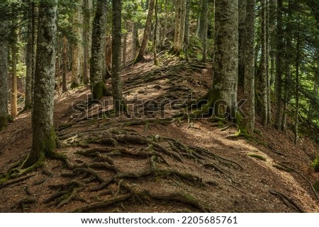 Twisted exposed gnarled roots of trees growing on a slope of a hill in mountain forest