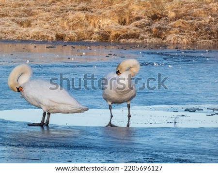 A couple of adult mute swans (cygnus olor) standing on ice of frozen lake in bright sunlight in winter