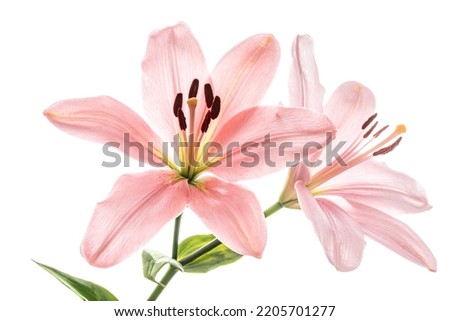 Pink lily isolated on white background.   Royalty-Free Stock Photo #2205701277
