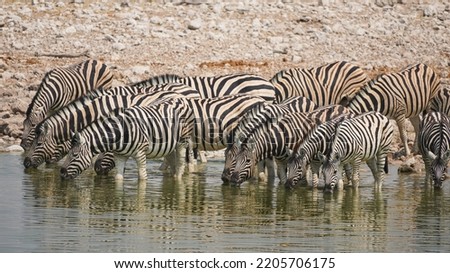 Drinking zebras at the water hole in Etosha national park, Namibia