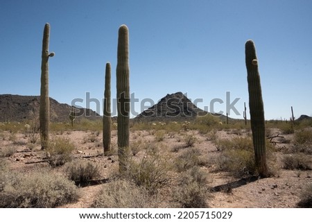 Tall Saguaro Cacti and Sagebrush with mountains in background at Organ Pipe Cactus National Monument.