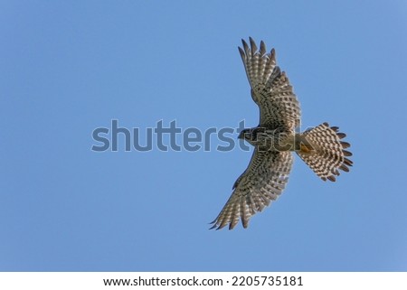 Female Kestrel (Chougenbou) is hovering to search prey in the blue sky background
