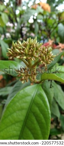 picture of ixora chinensis buds in morning day light with blurred bright orange flowers in the background 