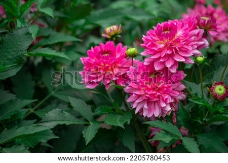 Pink dahlias blooming in botanical garden. Buds and in full bloom on a bush. Autumnal flowers. Shallow depth of field.