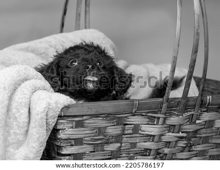 Cavapoo Puppy in a Basket