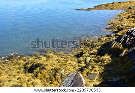 Murky shallow waters of the Atlantic off the coast of Maine.