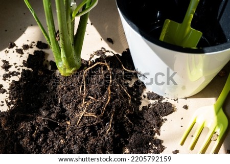 An earthen lump of a potted plant with healthy roots. Transplanting and caring for a home plant, rhizome, root rot Royalty-Free Stock Photo #2205792159