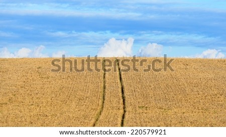 Cereal field against ornamental cloudscape