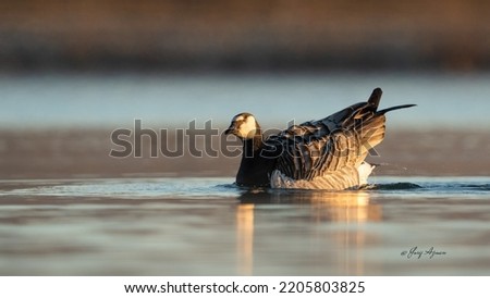 Canadian goose, beautiful morning light on its face, beautiful bird and winter time