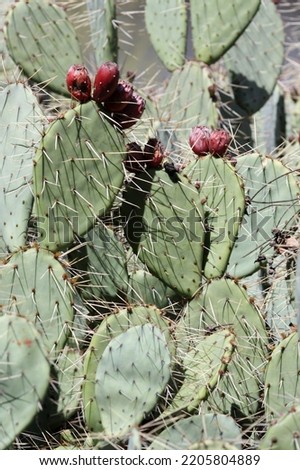 Western prickly pear cactus with fruit