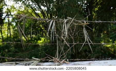 brown dried bamboo leaves stuck on thorny wires
