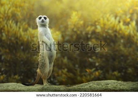 Meerkat standing on the stone