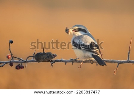 great grey shrike with its preys mouse head in mouth ready to eat it, beautiful light, stunning bird moment, epic scenery, orange sunlight Royalty-Free Stock Photo #2205817477
