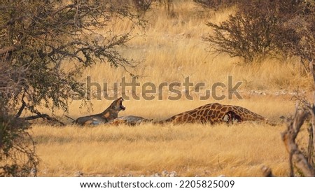 Lions have hunted a giraffe in Etosha National Park, Namibia