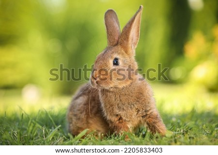 Cute fluffy rabbit on green grass outdoors Royalty-Free Stock Photo #2205833403