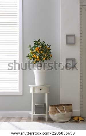 Potted kumquat tree in doorway. Interior design Royalty-Free Stock Photo #2205835633