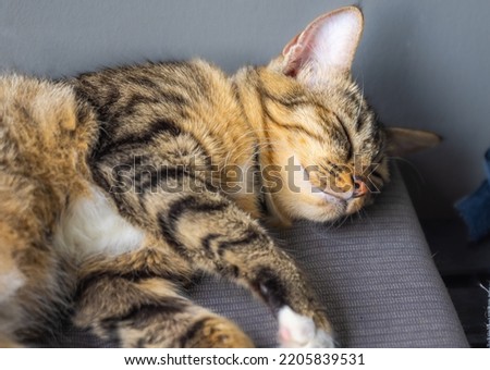 Close up to a cute young cat. Sleeping beauty. Young female kitten sleep peaceful on her pillow. Concept of happy adorable cat pets. Striped domestic kitten. Detailed macro photography of animal